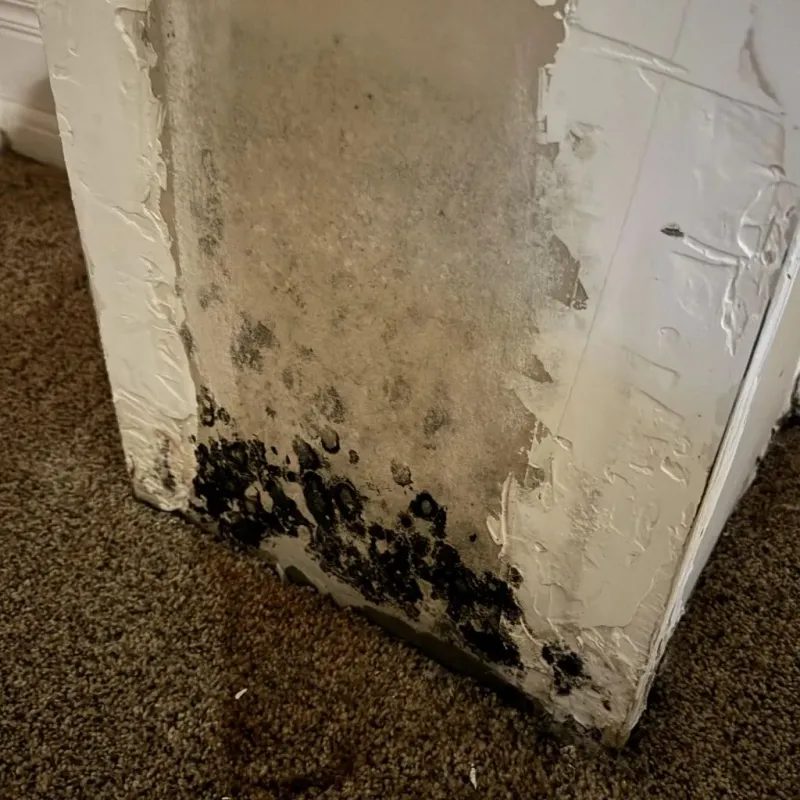 Professional Mold Removal in Hazen, ND